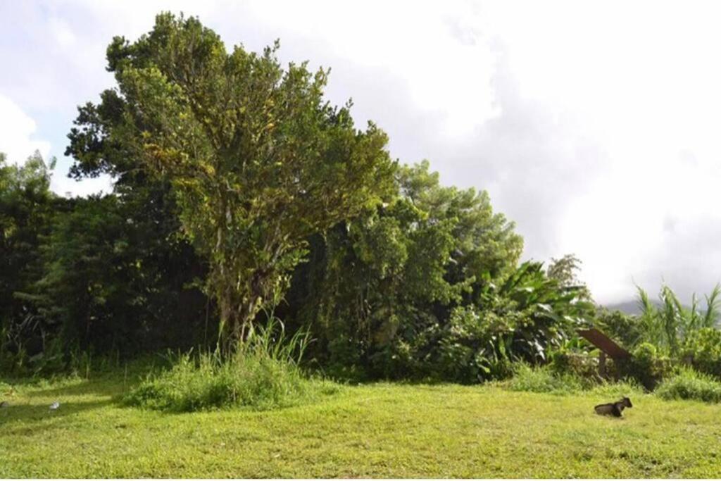 House In Nature, Between Land And Sea Villa Le Morne-Rouge Exterior photo