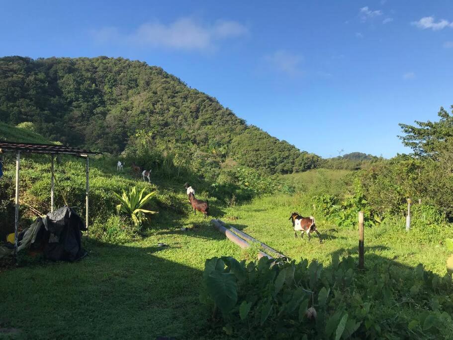 House In Nature, Between Land And Sea Villa Le Morne-Rouge Exterior photo